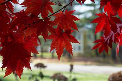 Acer pseudosieboldia